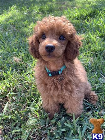 texasdoodlepups Picture 3